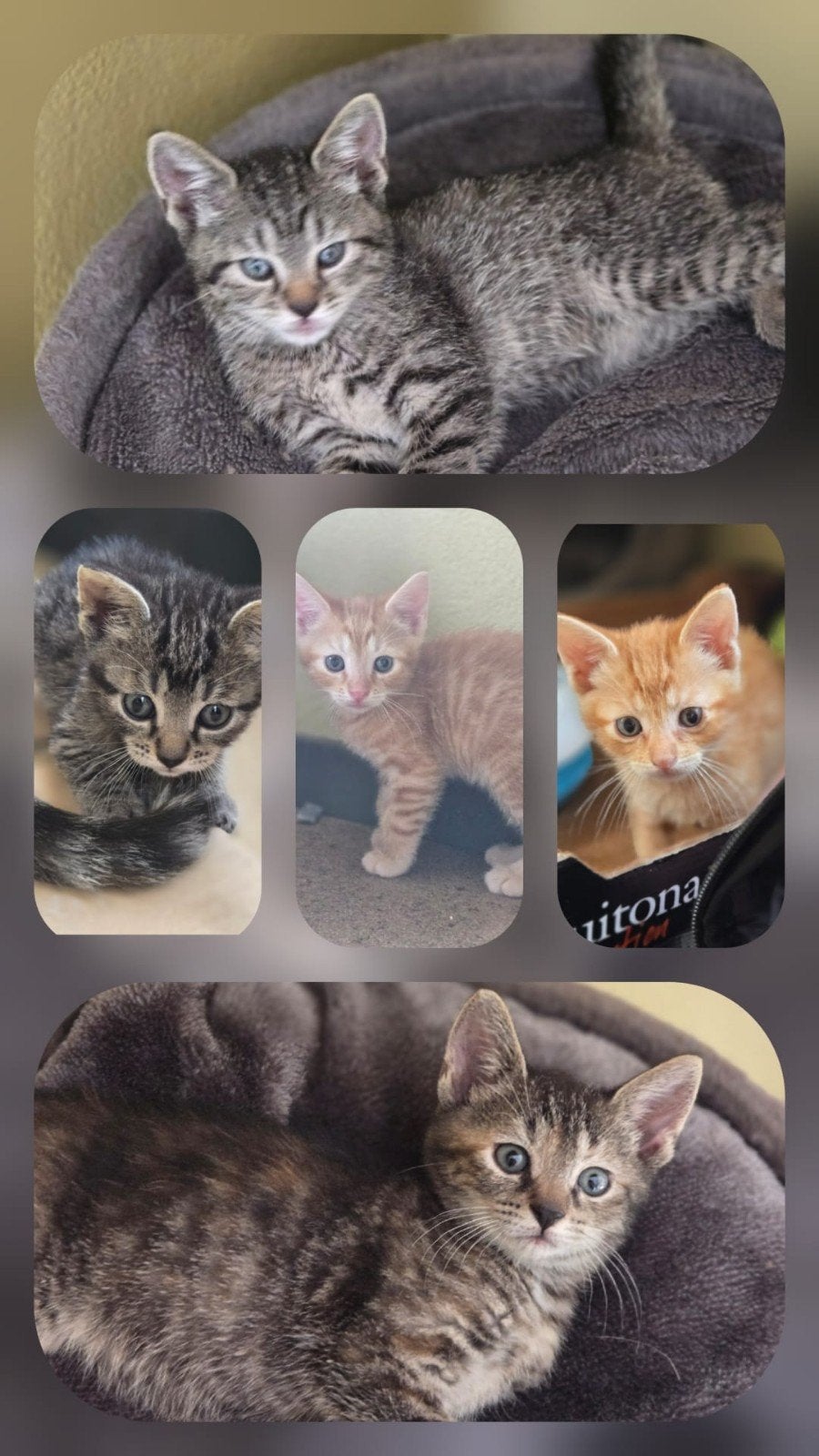 kittens te koop., Dieren en Toebehoren, Katten en Kittens | Overige Katten, Meerdere dieren, Kortharig, 0 tot 2 jaar