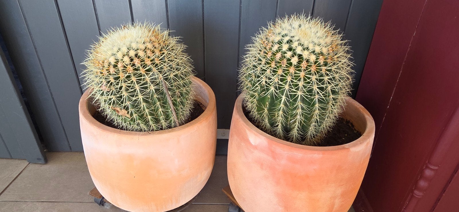 2 grote cactussen, Ophalen, Cactus, Volle zon, Minder dan 100 cm