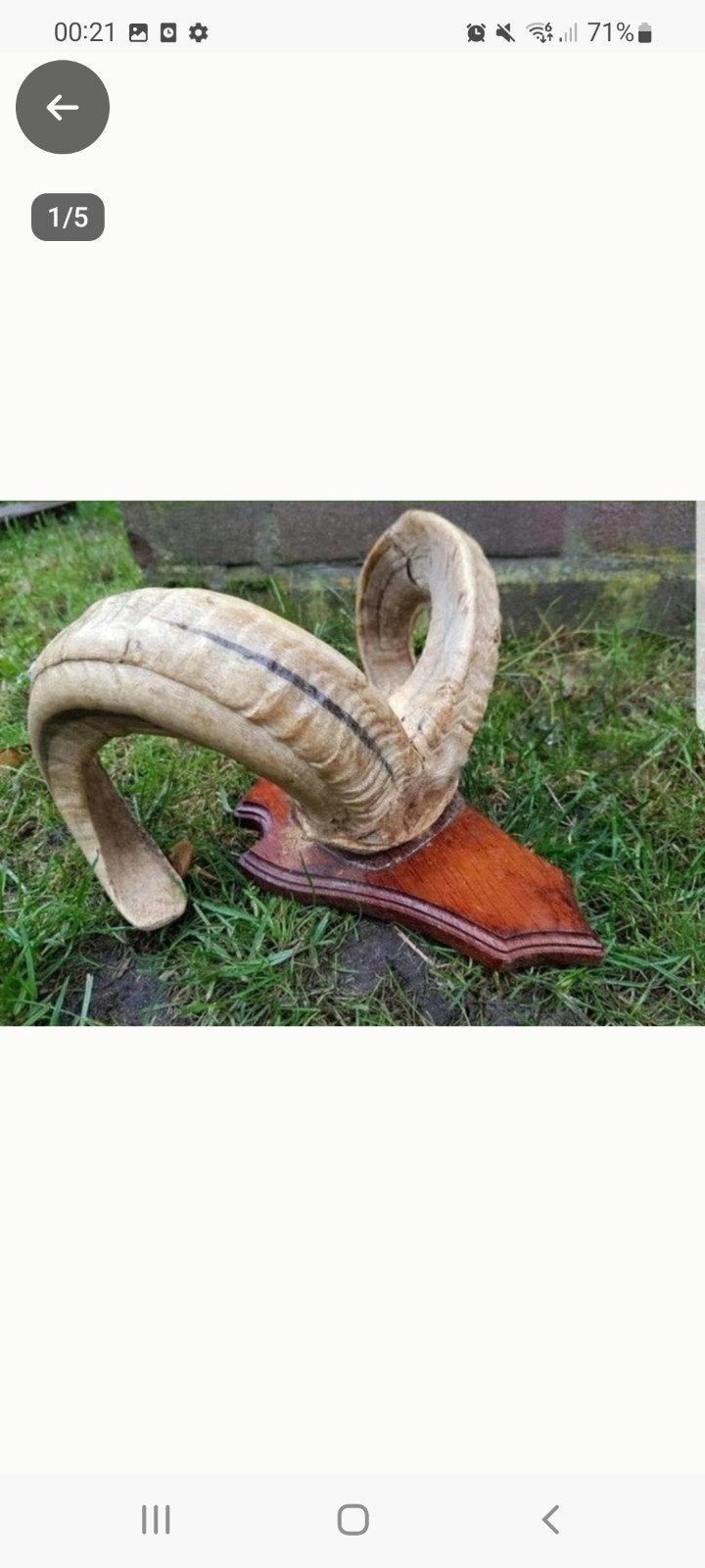 Prachtige Ram schedel op fraai houten schild ! hoorn hoorns, Ophalen of Verzenden, Zo goed als nieuw, Boerderijdier, Gewei of Kop
