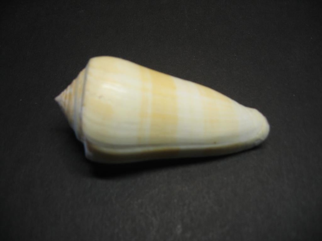 Schelpen: Conus consors  Sowerby, 1833., Verzamelen, Ophalen of Verzenden, Schelp(en)