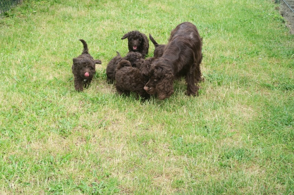 Choco Cockapoo pups ( Cocker Spaniel x dwerg Poedel ), Parvo, Nederland, 8 tot 15 weken, Meerdere