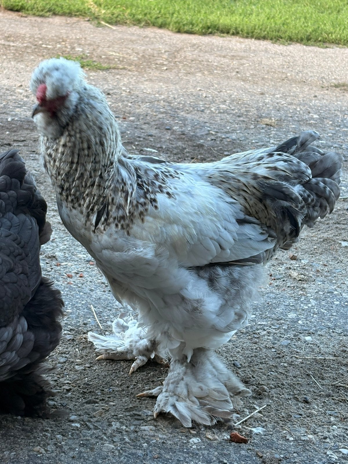Mooie lieve grote haan Kuikie, Dieren en Toebehoren, Mannelijk, Kip