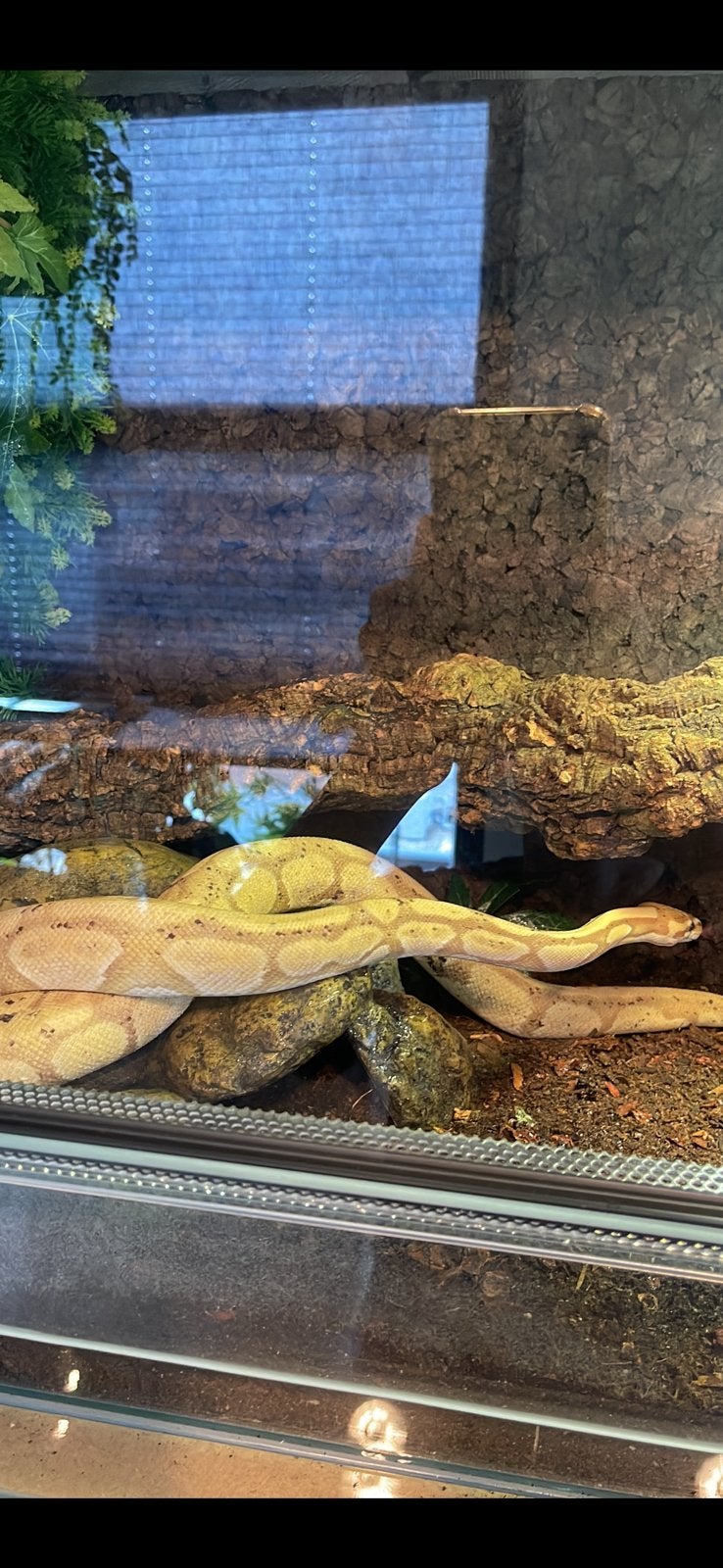 Banna morph konings python (python regius) Ball Python photo 4