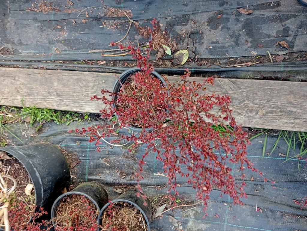 Berberis atropurpurea Nana, Ophalen, Overige soorten, Minder dan 100 cm