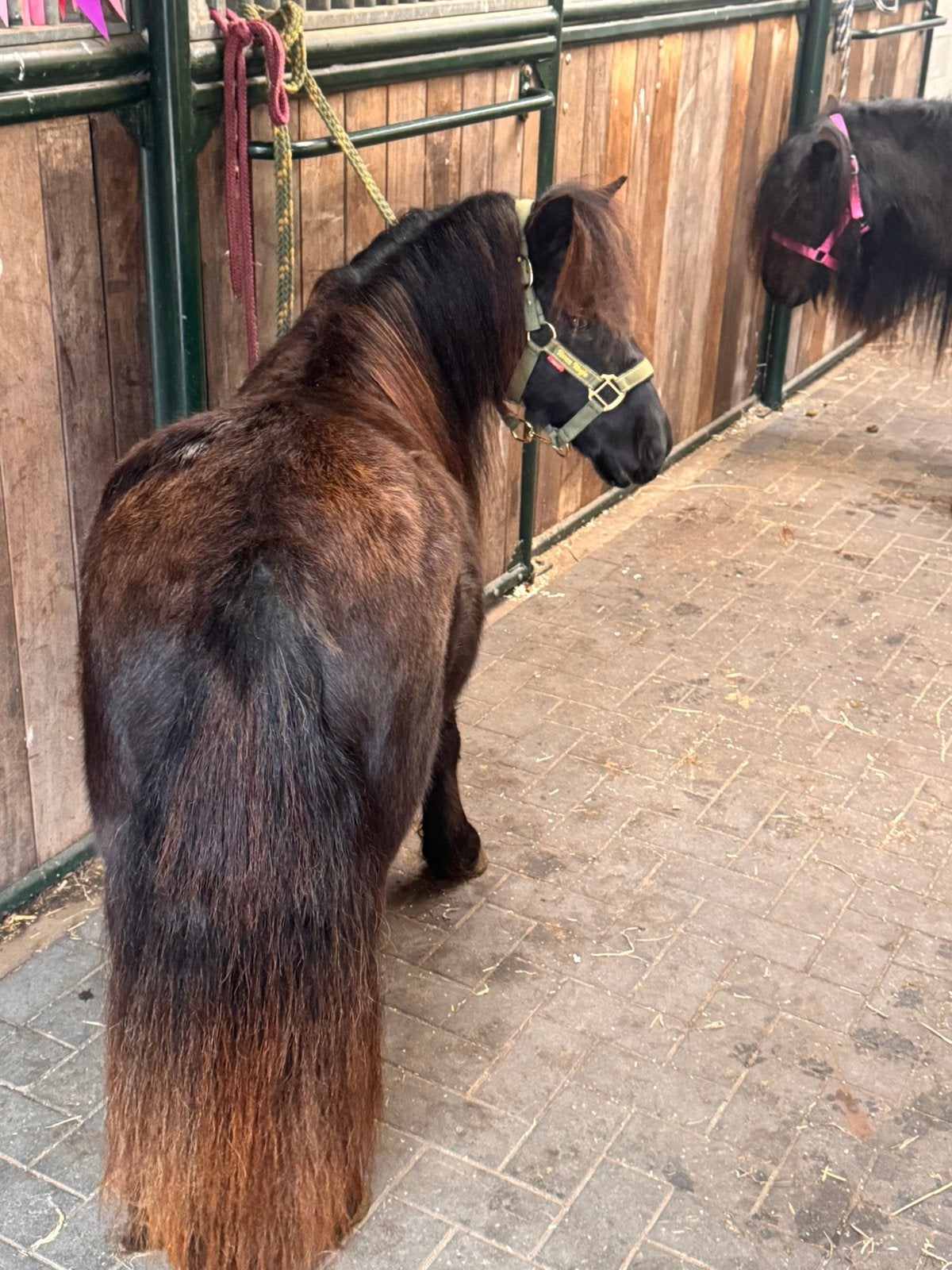 🩷Prachtige bijna 3 jarige merrie🩷, Merrie, Met stamboom, A pony (tot 1.17m), 3 tot 6 jaar