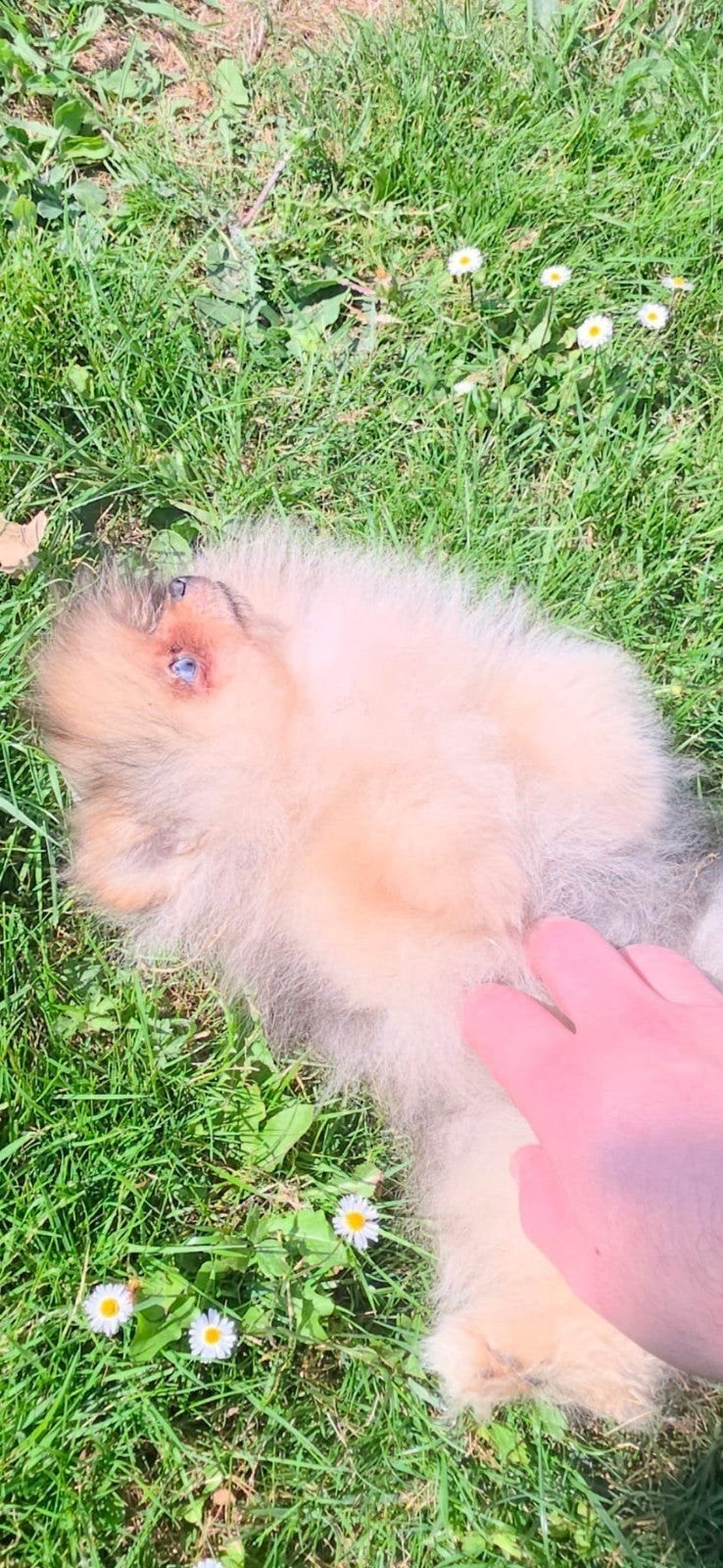 Pomeriaan “Bear Face” pup mini, HCC (leverziekte), 8 tot 15 weken, Eén hond, Nederland