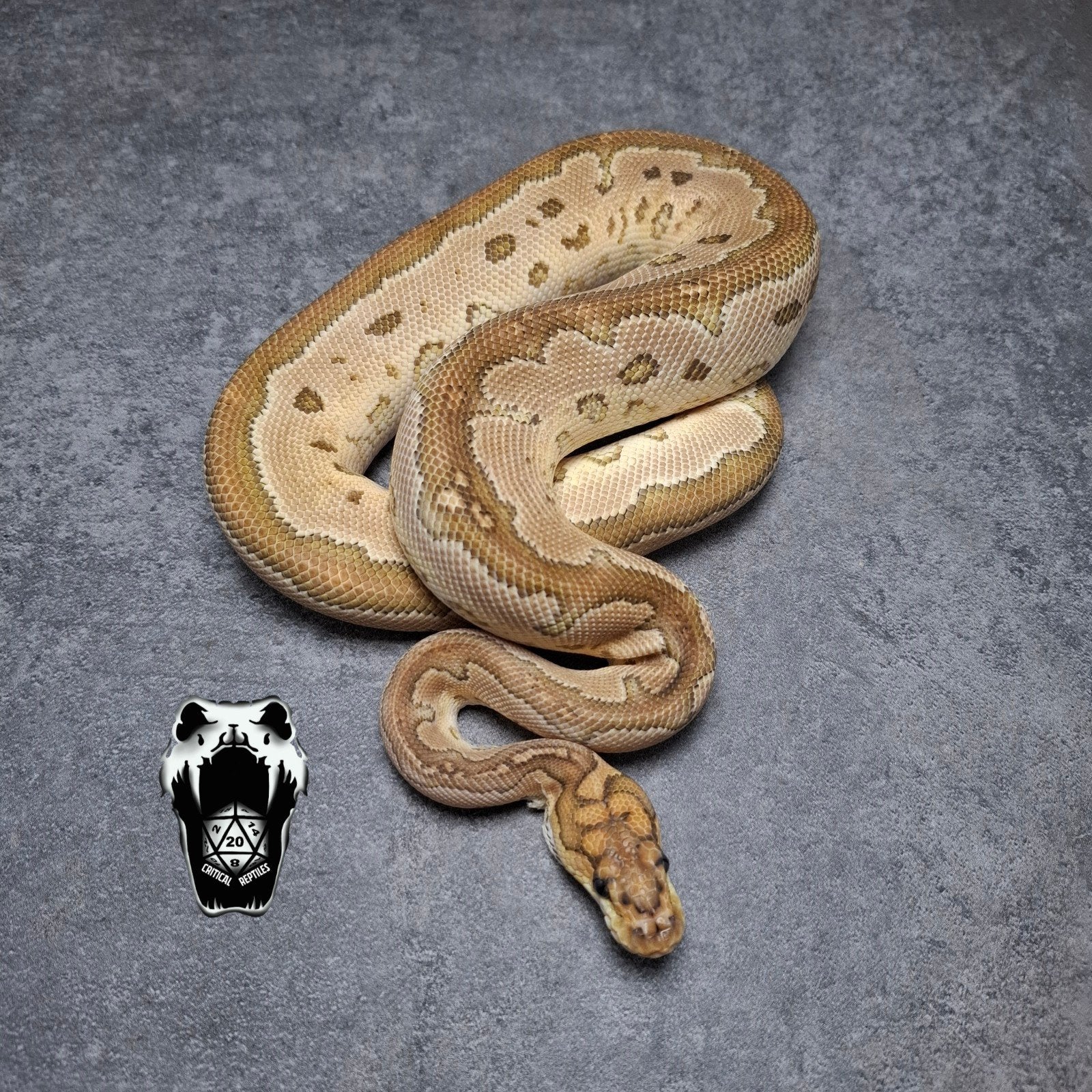 0.1 Special Clown PET ONLY! Koningspython NK24, Slang, 0 tot 2 jaar