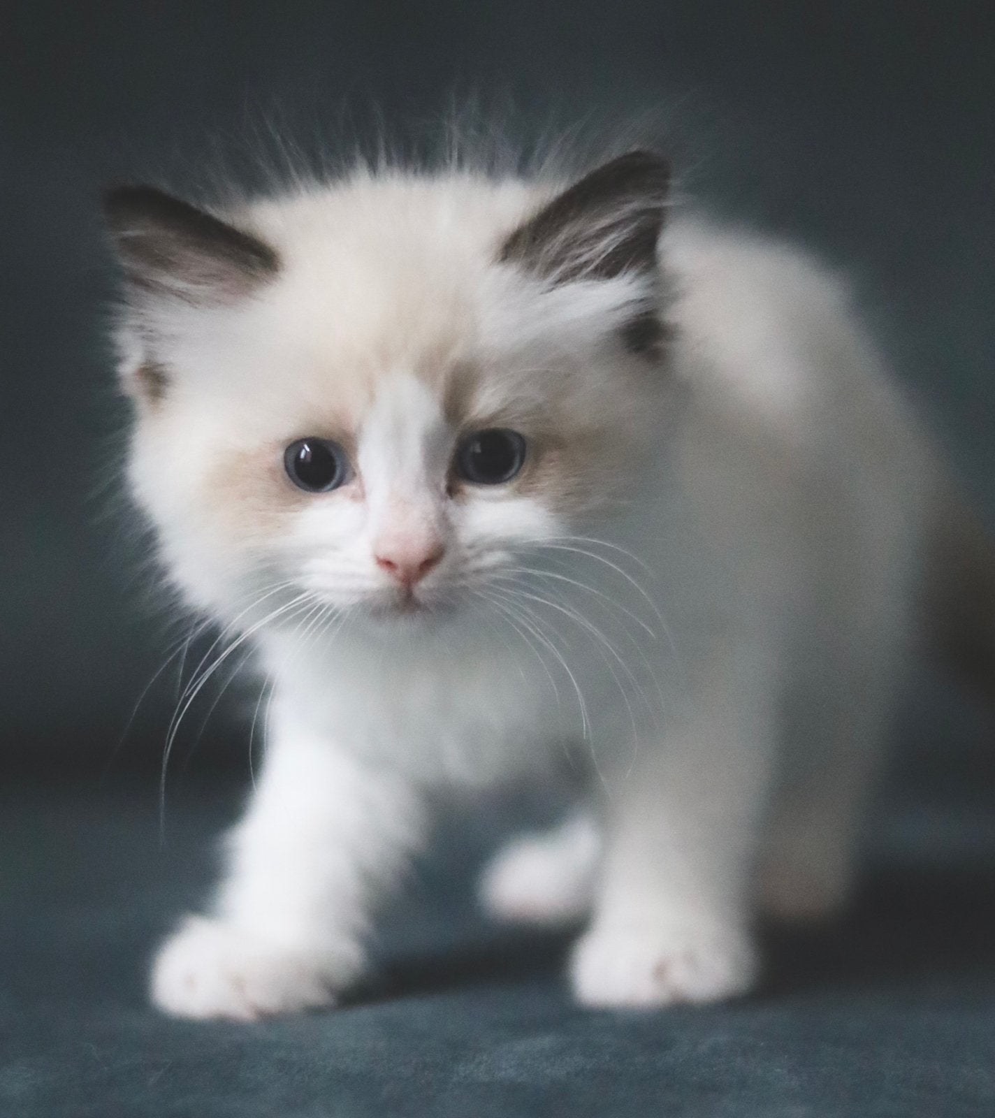 Ragdoll kittens met stamboom, Dieren en Toebehoren, Meerdere dieren, Met stamboom