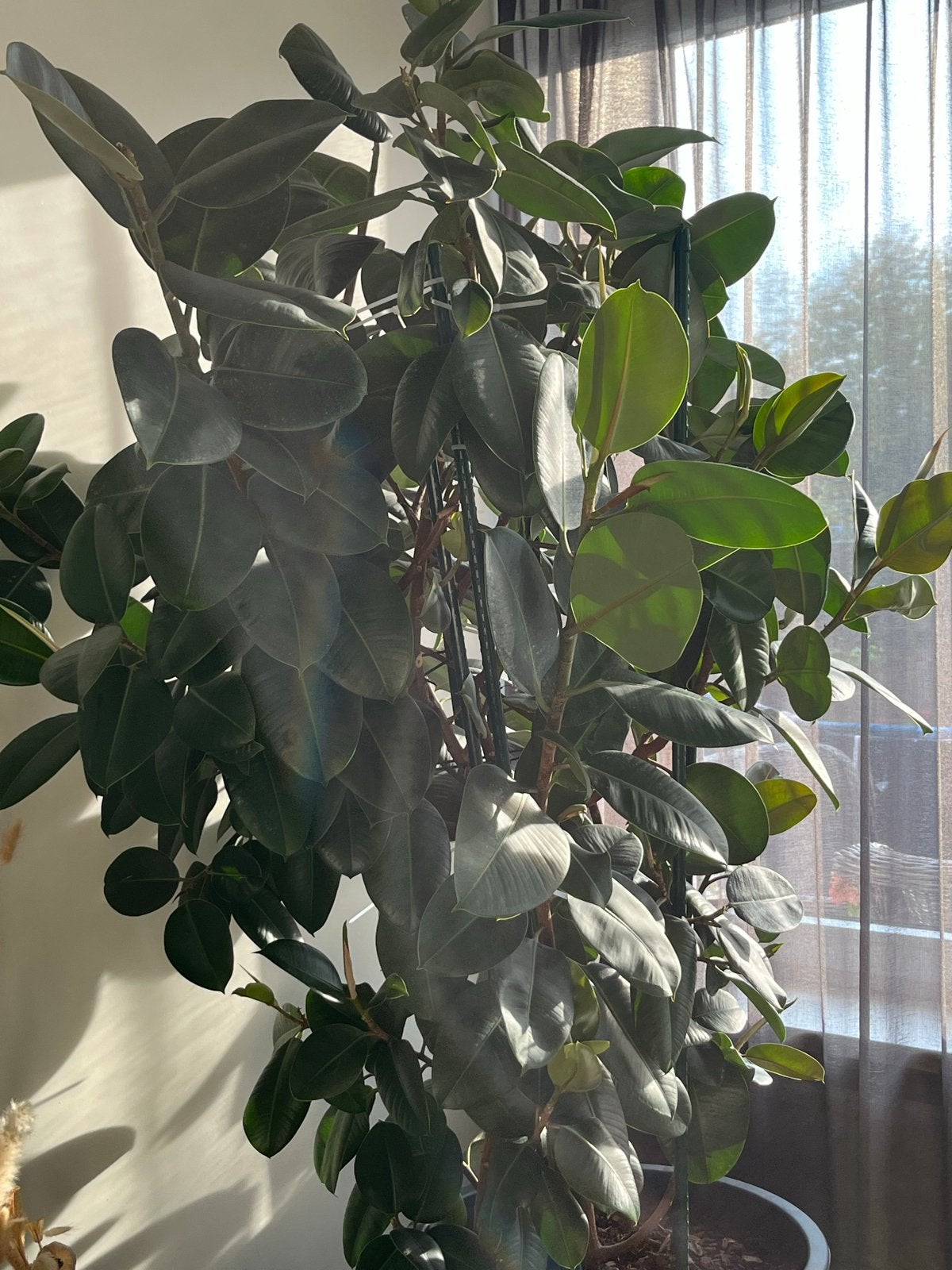 Grote Rubberplant (Ficus) - 10 jaar oud, horeca-ervaring, Ficus, 200 cm of meer, Ophalen of Verzenden, In pot