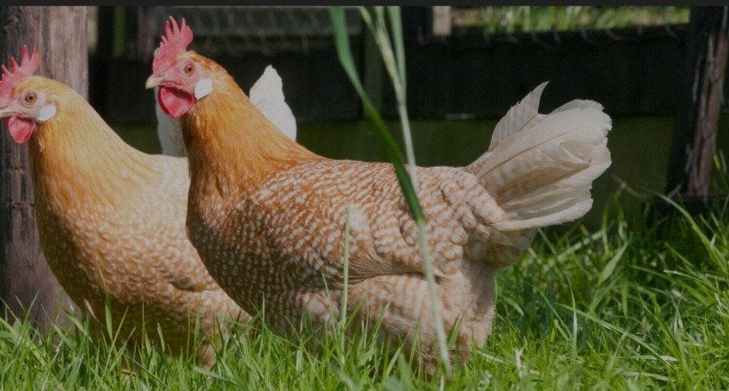 te koop 4 mooie friese hoender hennen, Dieren en Toebehoren, Pluimvee, Vrouwelijk, Kip