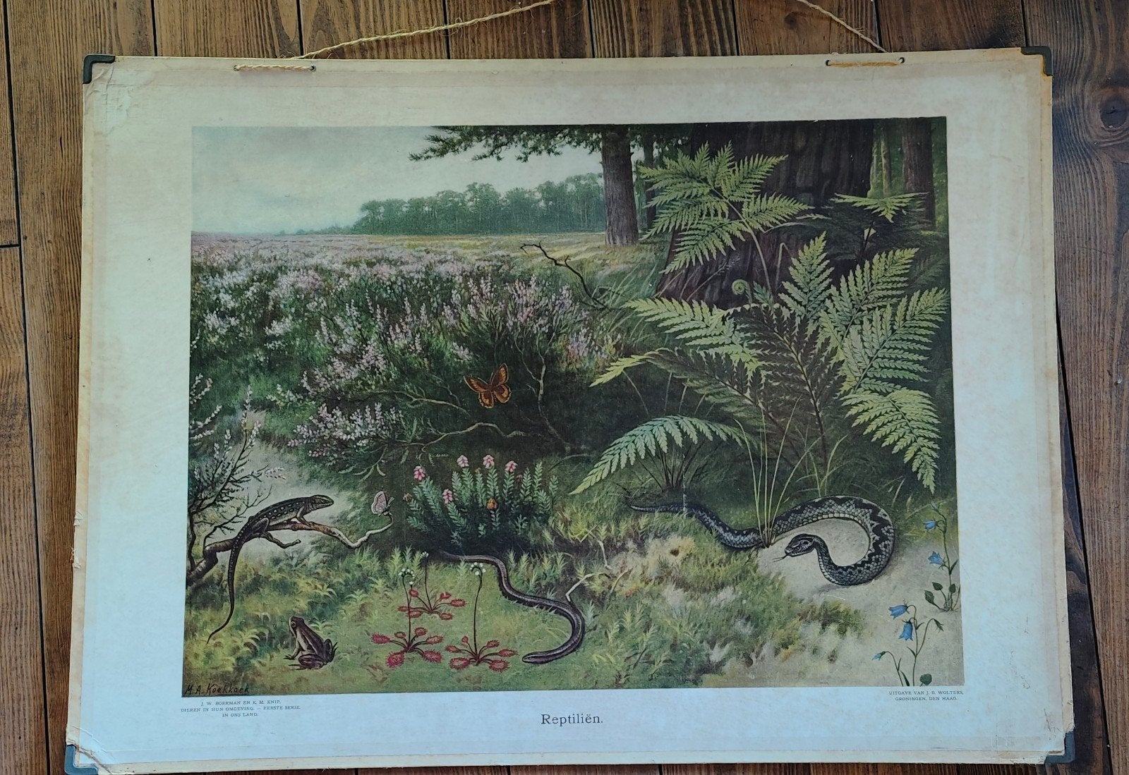 Originele schoolplaat van Wolters - Reptiliën van Koekkoek, Antiek en Kunst, Ophalen