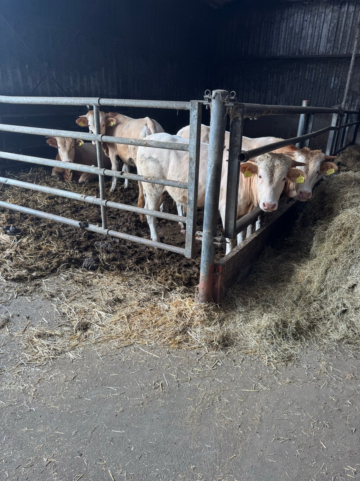 5 stiertjes 1,5 jaar oud, Dieren en Toebehoren, Mannelijk