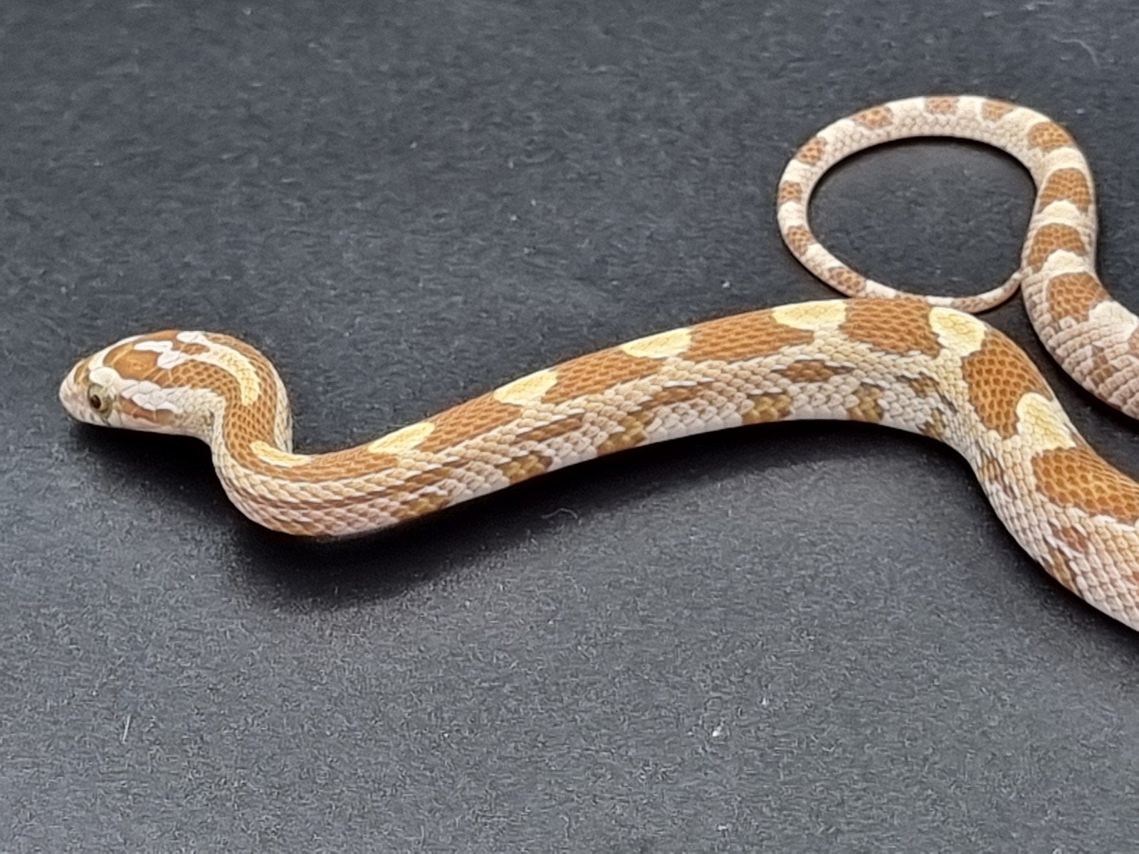 jonge rode rattenslangen - butter, golddust, ultramel, amel Corn Snake photo 6
