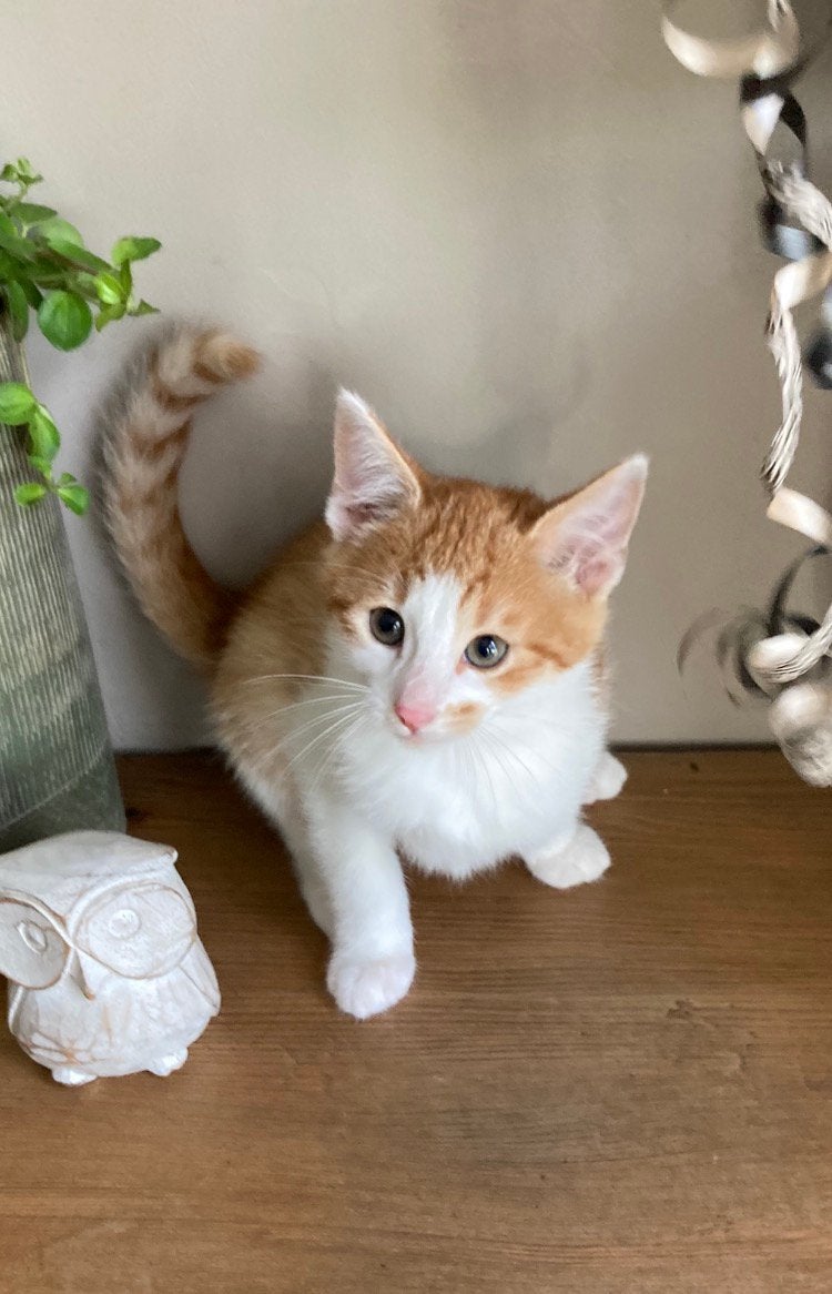 Kittens mannetje/ vrouwtje, Meerdere dieren