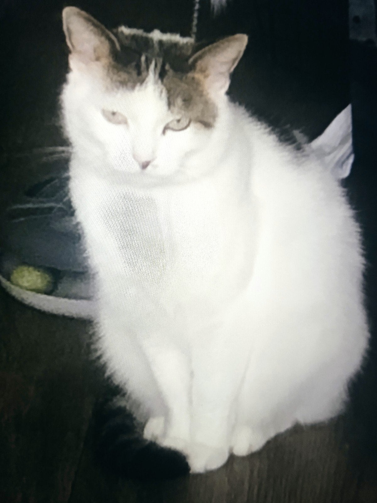 Pinky ziet een lief baasje het is een buitenkat