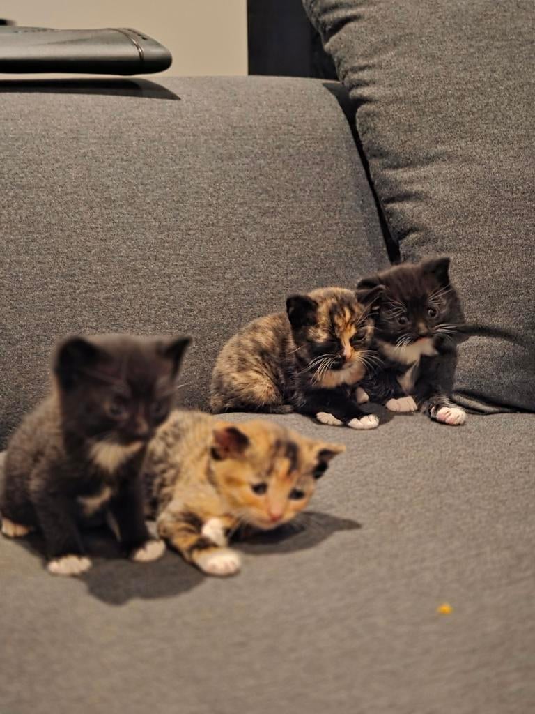 Kittens, Kater, 0 tot 2 jaar