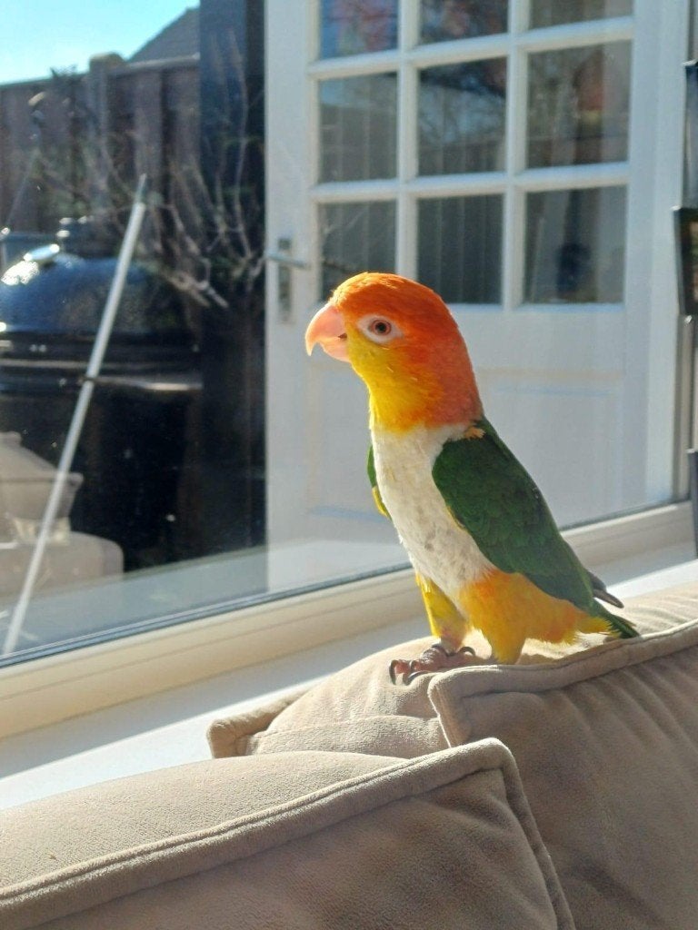 Tamme roestkop Caique, Mannelijk, Papegaai, Geringd