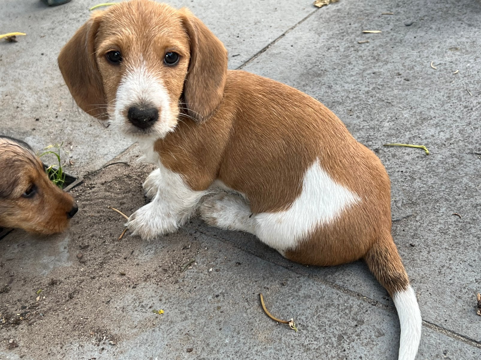 Ruwharige blonde  piebald teckel pup, Dieren en Toebehoren, Honden | Teckels en Dashonden, Parvo, Reu, 8 tot 15 weken, Dwerg
