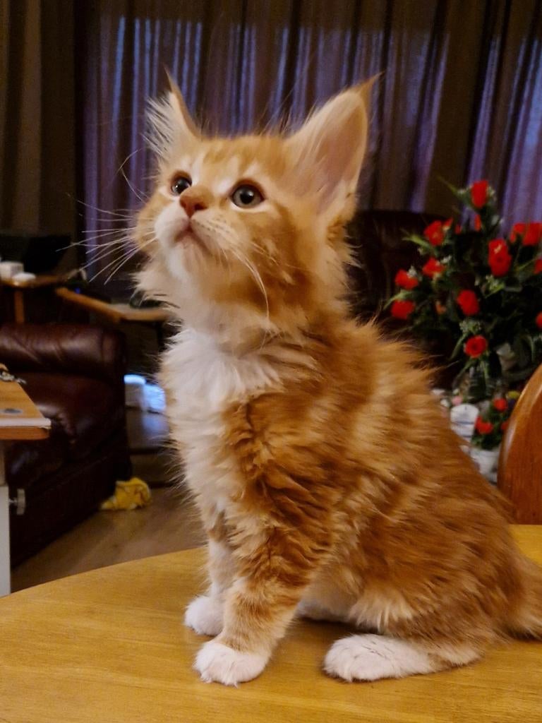 Laatste Maine coon dame, Poes, Gechipt, 0 tot 2 jaar