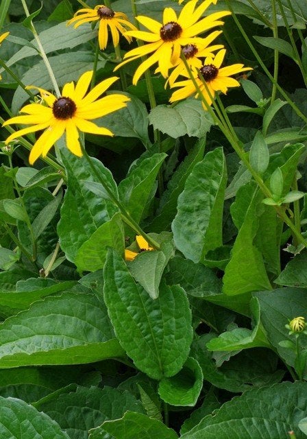 Zaden Rudbeckia fulgida, Ophalen of Verzenden, Zaad