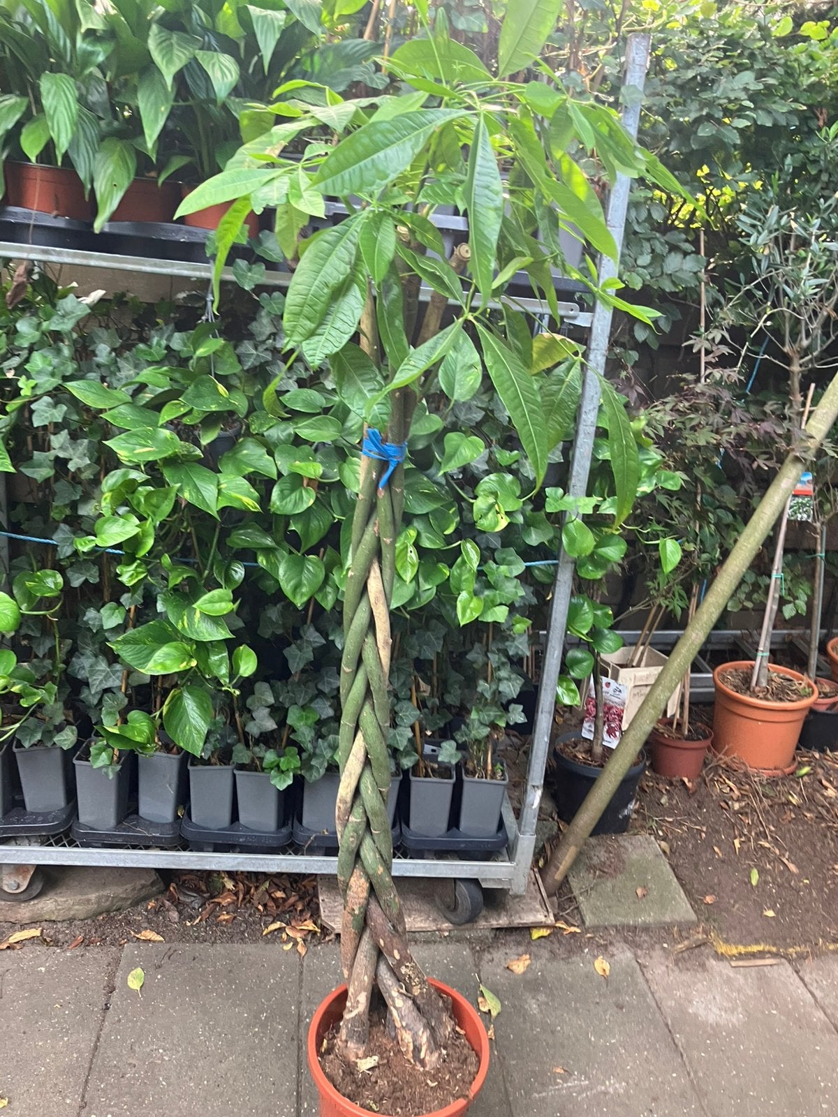 Pachira gevlochten stam. Geld boom. 180 cm hoog., Ophalen, Overige soorten, Halfschaduw, In pot