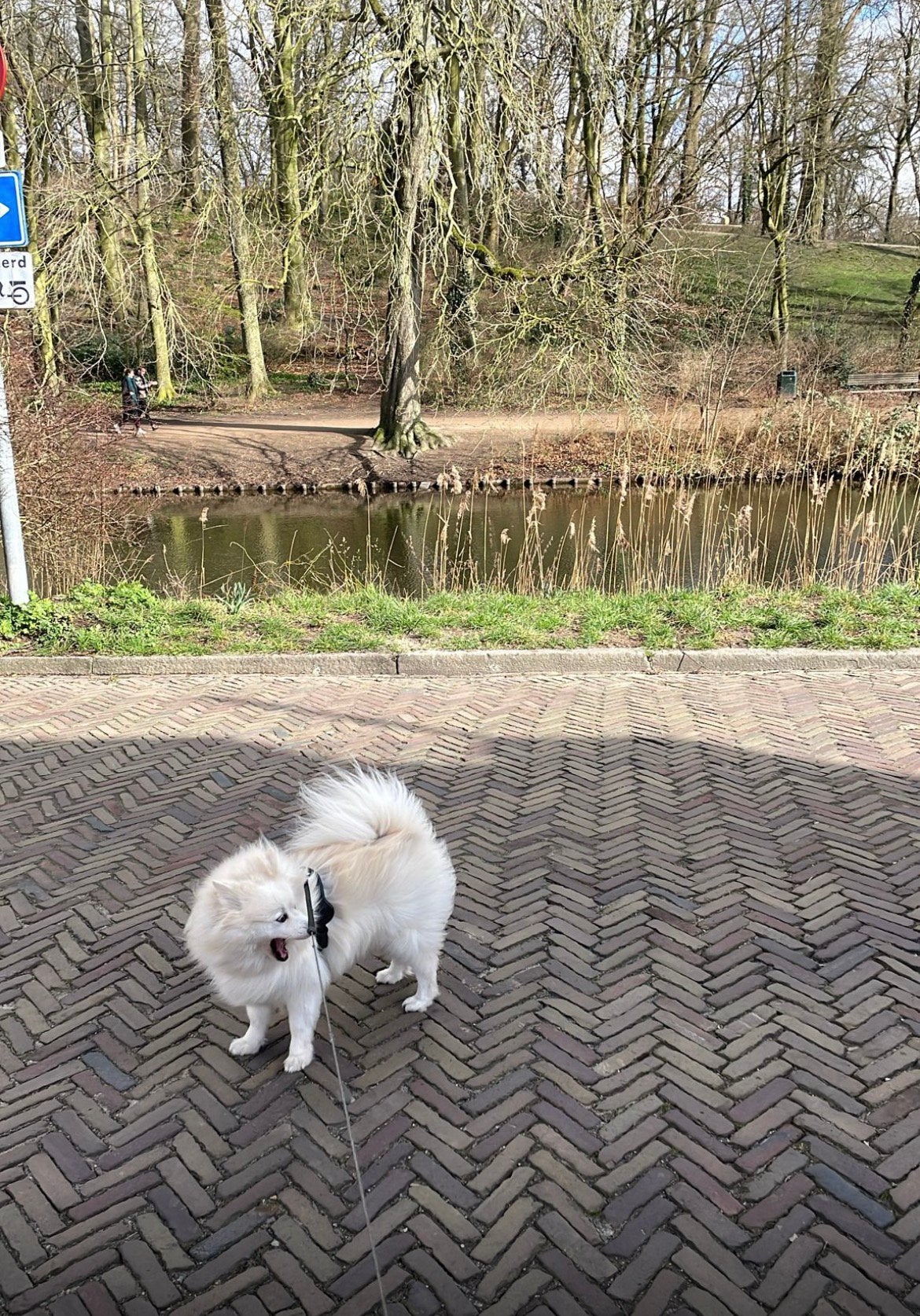 Hoi, ik ben opzoek naar honden die ik kan uitlaten, Een of twee spelers, Ophalen, Nieuw