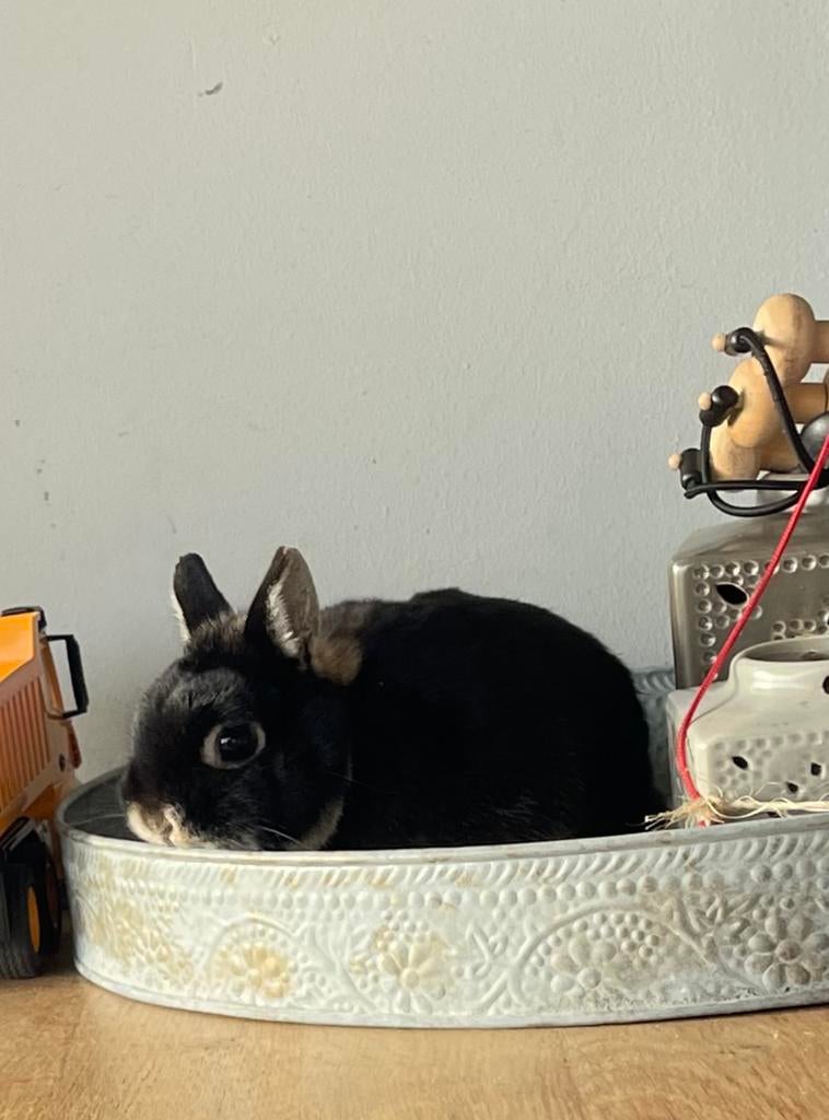 Dwergkonijn tam black tan dwerg voedster, Dieren en Toebehoren, Konijnen
