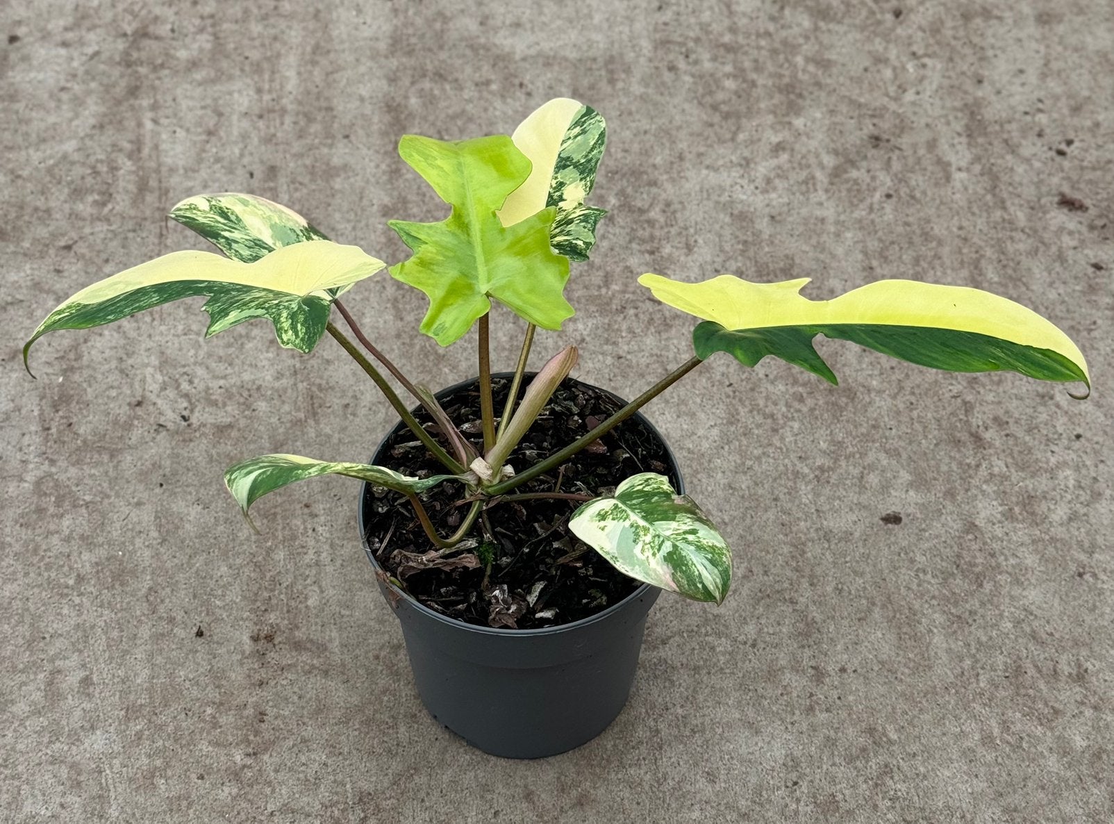 Philodendron Florida Beauty X Majoy variegata, Huis en Inrichting, Kamerplanten, Ophalen of Verzenden, Halfschaduw, Minder dan 100 cm