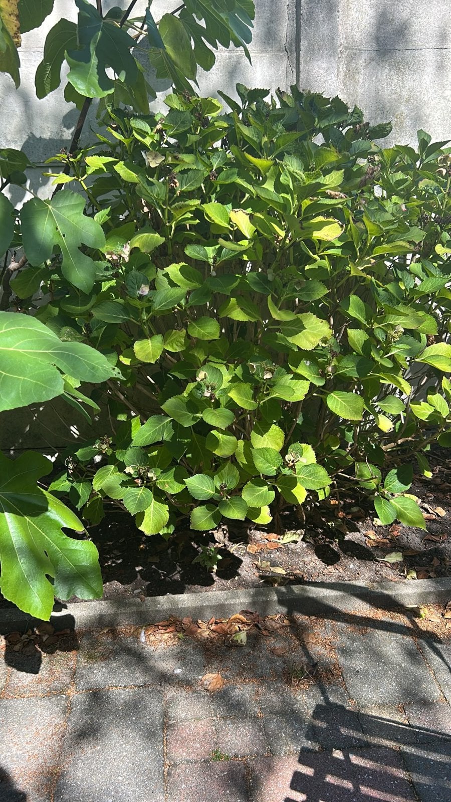 Gratis hortensia roze bloemen, Tuin en Terras, Vaste plant, Halfschaduw, Zomer, Ophalen