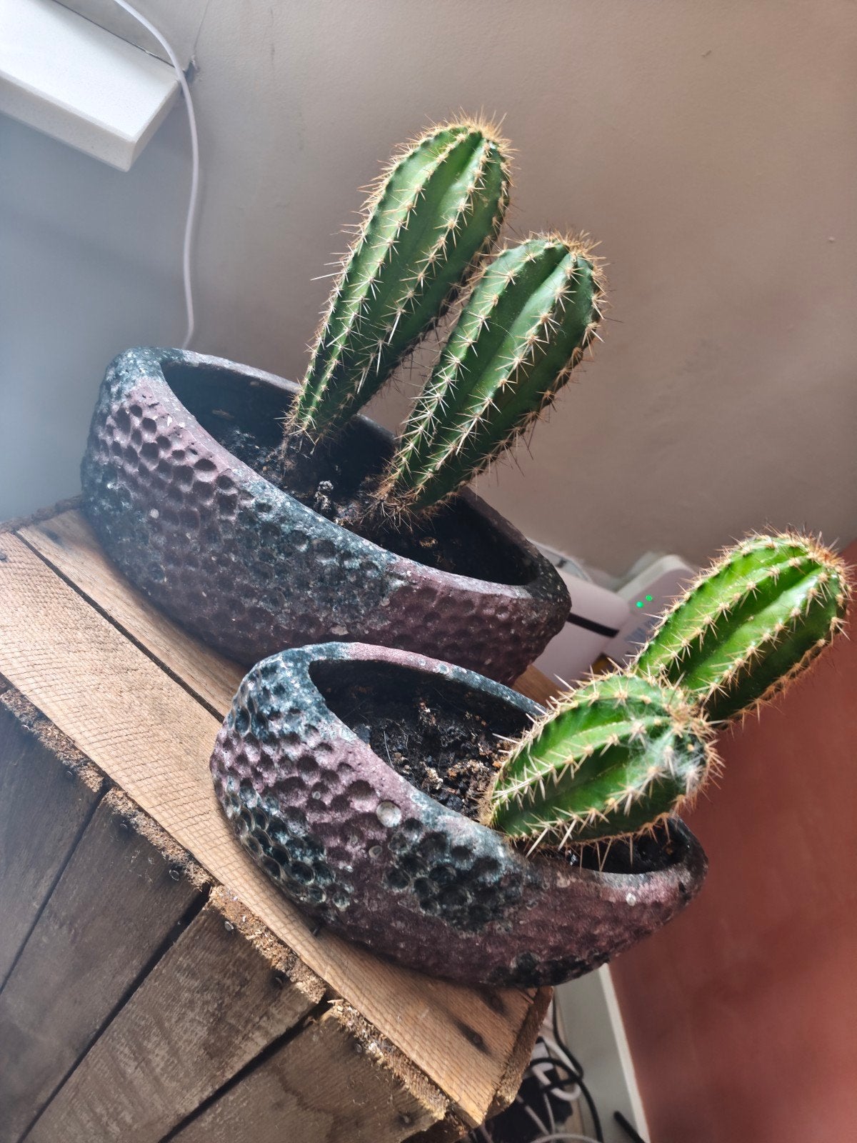 4 cactussen in 2 bloempotten, Ophalen
