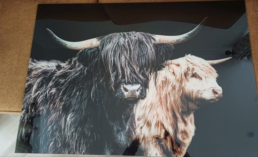 Glas schilderij: Schotse Hooglander - 100x70cm, Ophalen of Verzenden