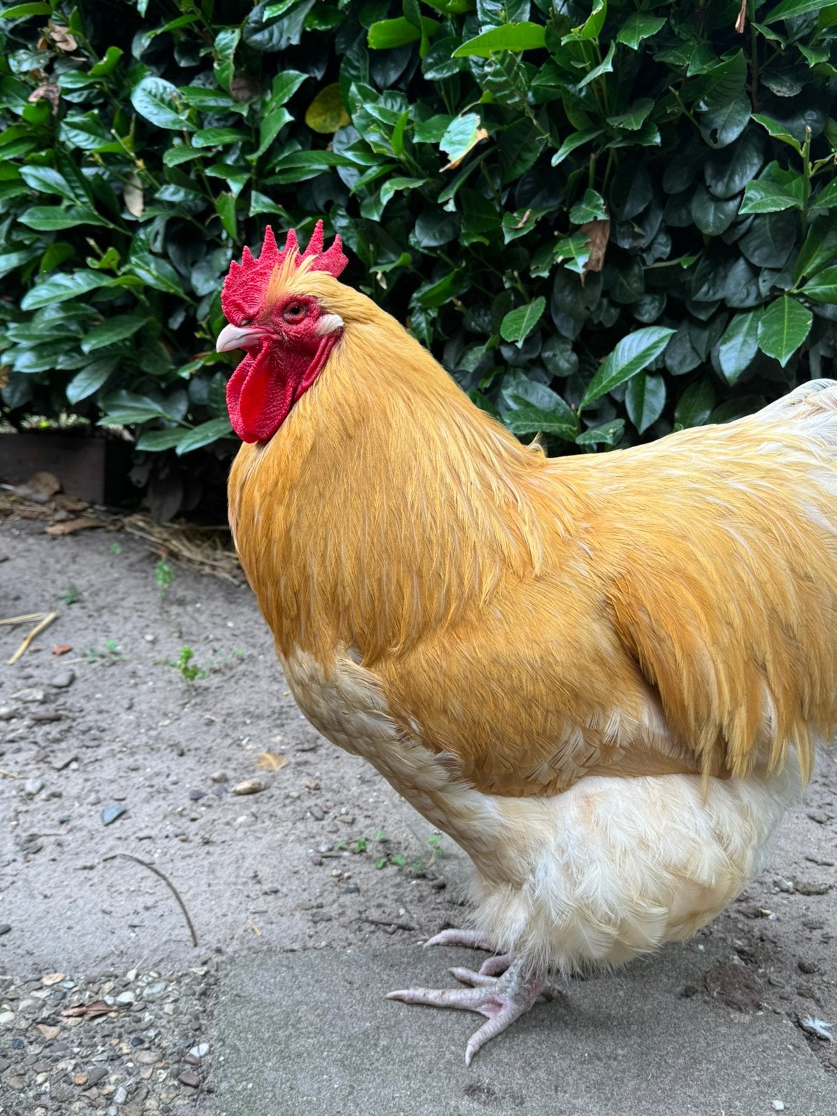Orpington haan Willem, 1,5 jaar, Dieren en Toebehoren, Pluimvee, Mannelijk, Kip