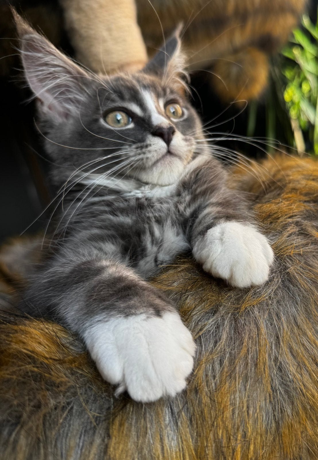 Maine coon katertje van 13 weken., Kater, Met stamboom, 0 tot 2 jaar