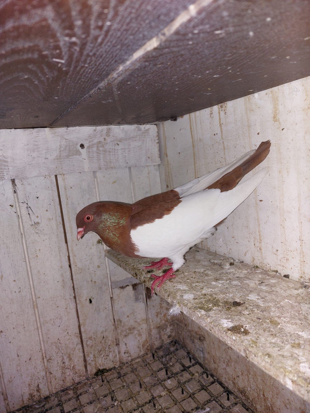 te koop mooie ekster duif doffer, Dieren en Toebehoren, Mannelijk, Kropper