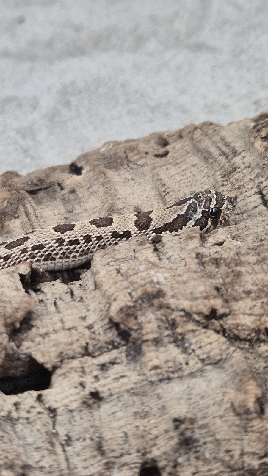 Haakneusslang het toffee Hognose Snake photo 3