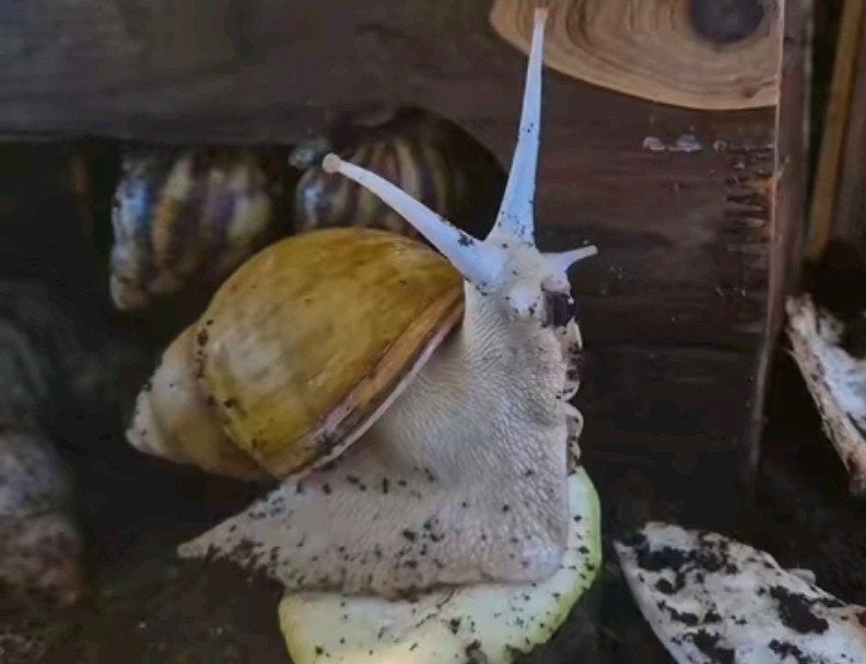 Zeldzame Archachatina marginata ovum – Full Albino, Dieren en Toebehoren, Overige soorten, Tam, 0 tot 2 jaar