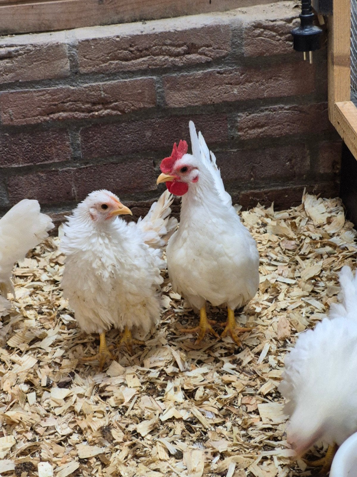 serama hanen, Dieren en Toebehoren, Pluimvee, Mannelijk, Kip