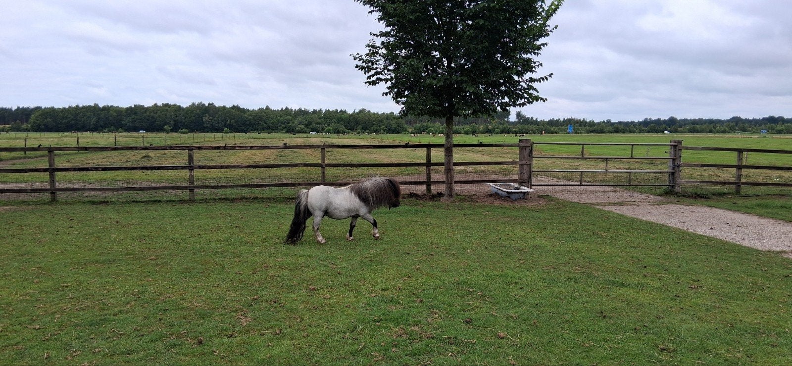 Te koop pony hengst, Dieren en Toebehoren, Hengst, A pony (tot 1.17m), 0 tot 2 jaar