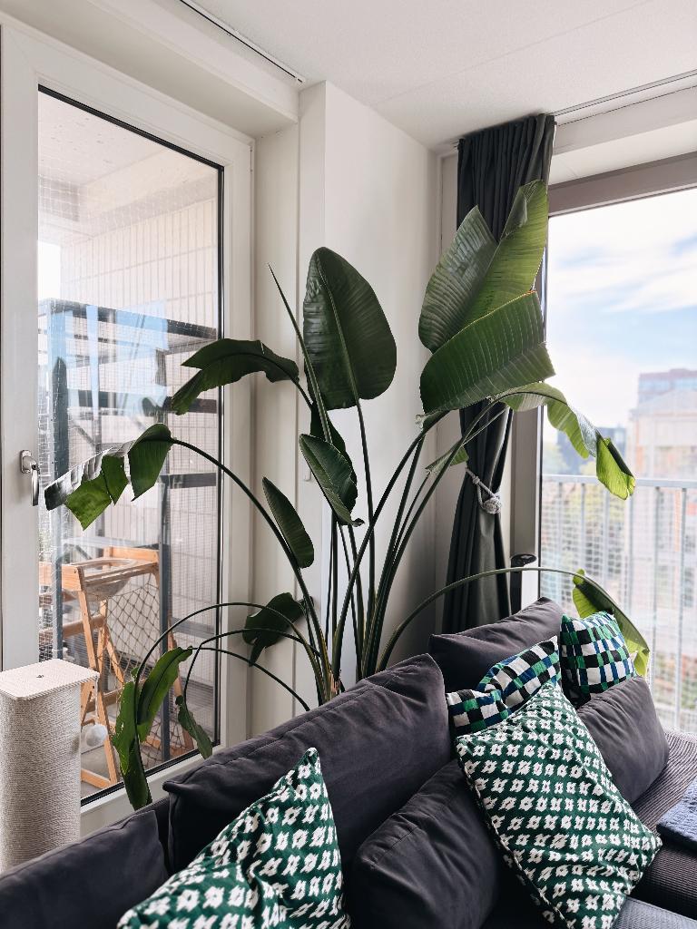 Large Strelitzia Nicolai XL (Bird of Paradise) – 2 Meters!, Huis en Inrichting, Kamerplanten, Ophalen, 200 cm of meer, Overige soorten