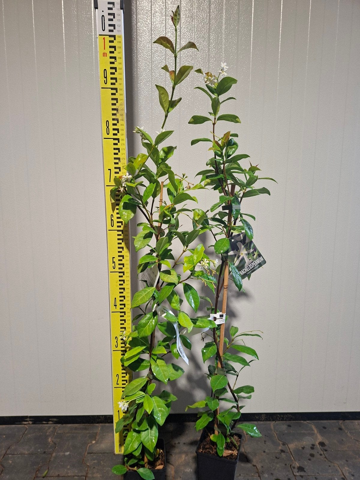 Toscaanse Jasmijn (Trachelospermum jasminoides) 90cm, Tuin en Terras, Planten | Tuinplanten, Ophalen, Overige soorten, Volle zon