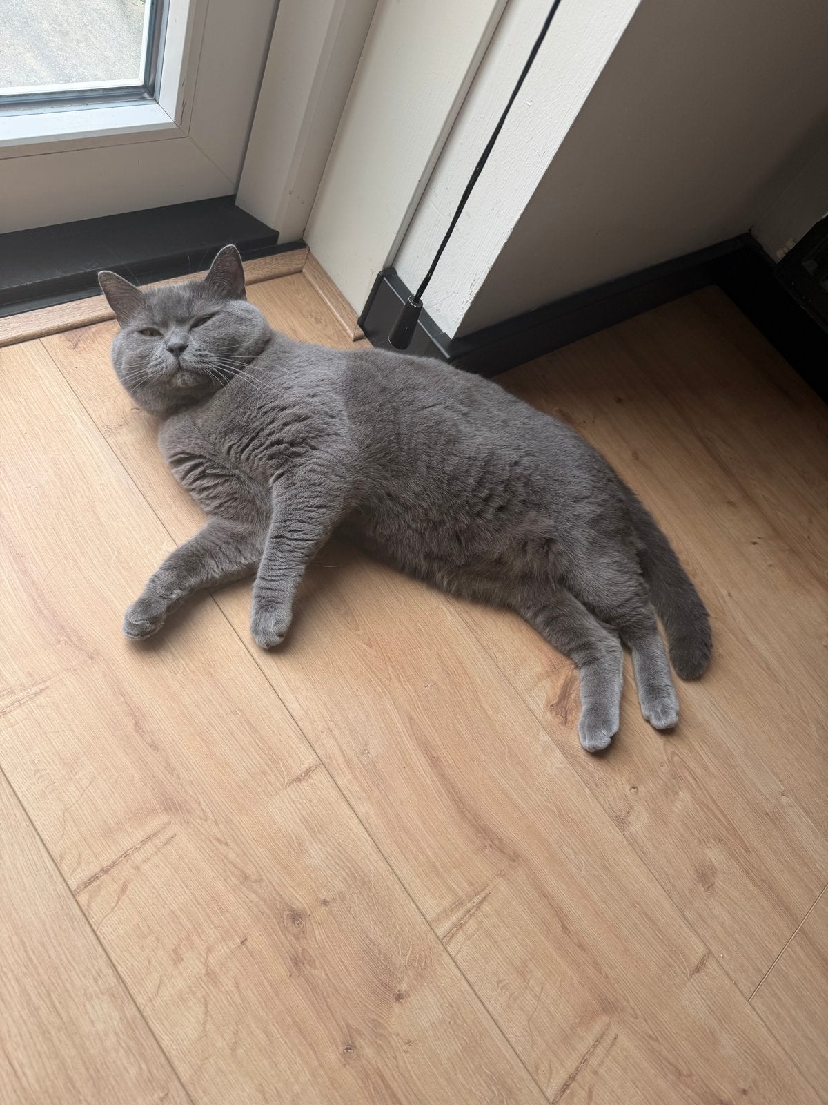 een liefdevol thuis gezocht voor mijn kat, Dieren en Toebehoren, Katten en Kittens | Overige Katten, Kater