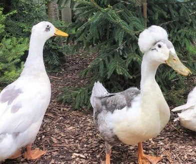 Peking eend woerd en waarden., Dieren en Toebehoren, Pluimvee, Meerdere dieren, Eend