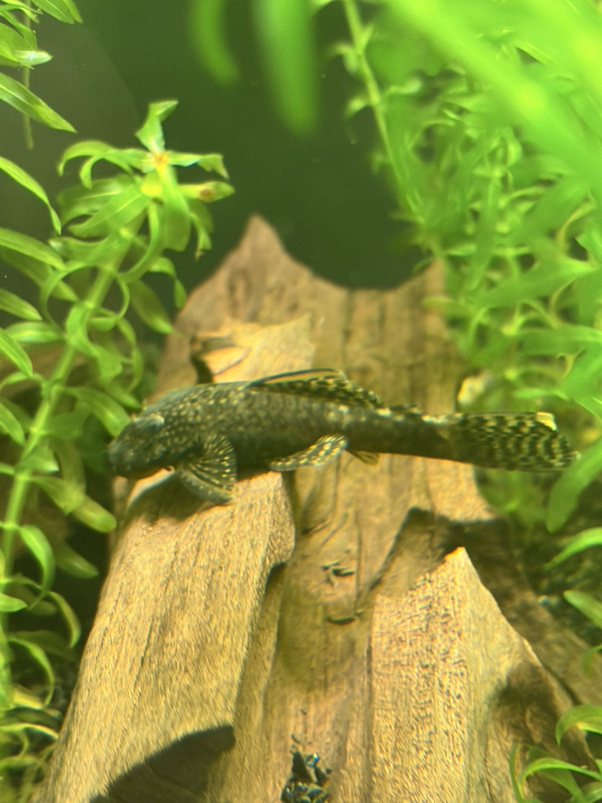 Groep van 9 halfwas Ancistrus + veel jongen, Dieren en Toebehoren, Vissen | Aquariumvissen, Vis