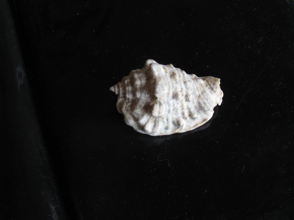 Lot 23 mooie SCHELPEN o.a 4x MUREX RAMOSUS, Ophalen of Verzenden, Schelp(en)