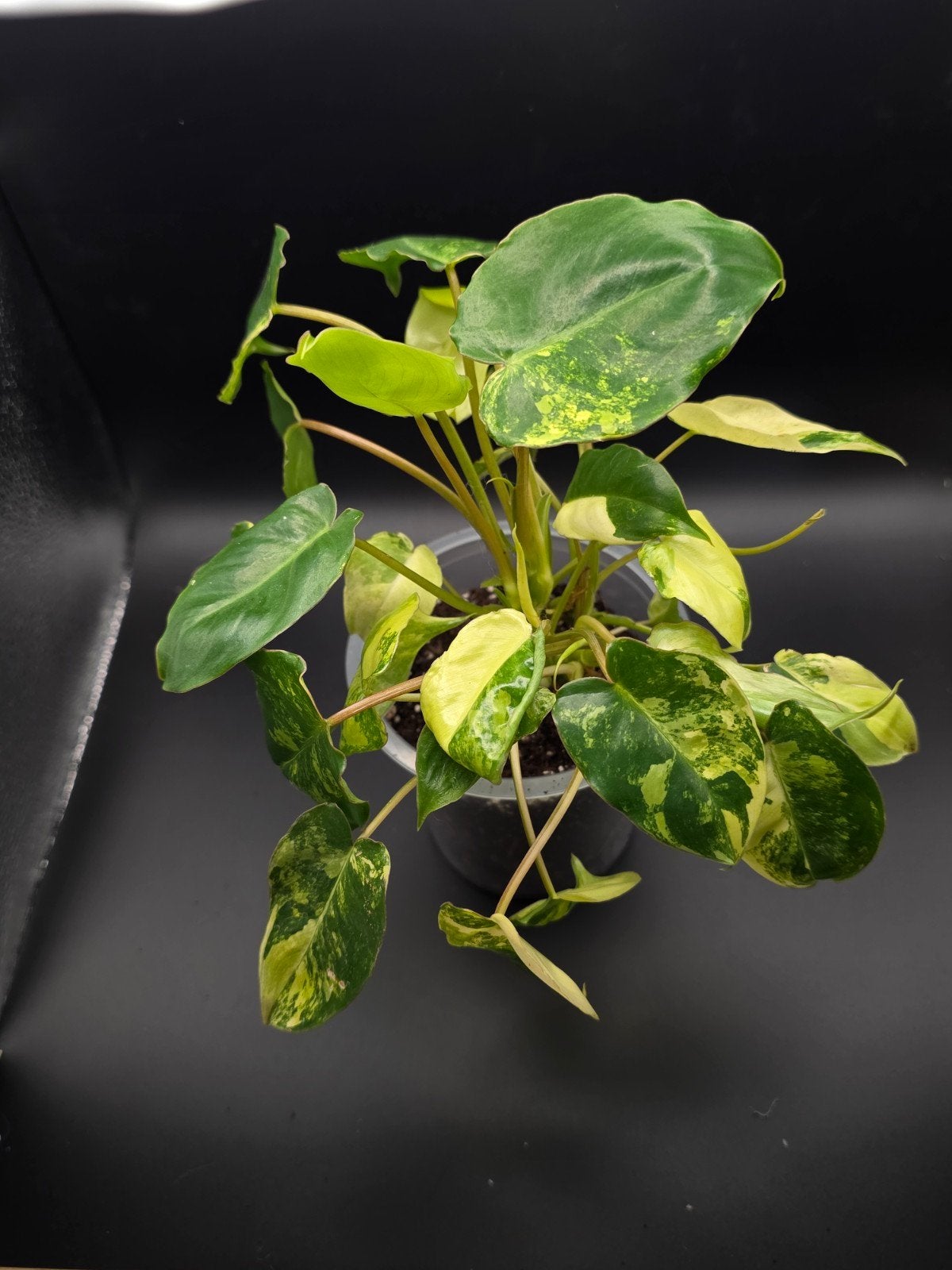 Philodendron burle marx varigata, Ophalen of Verzenden, Halfschaduw, Minder dan 100 cm