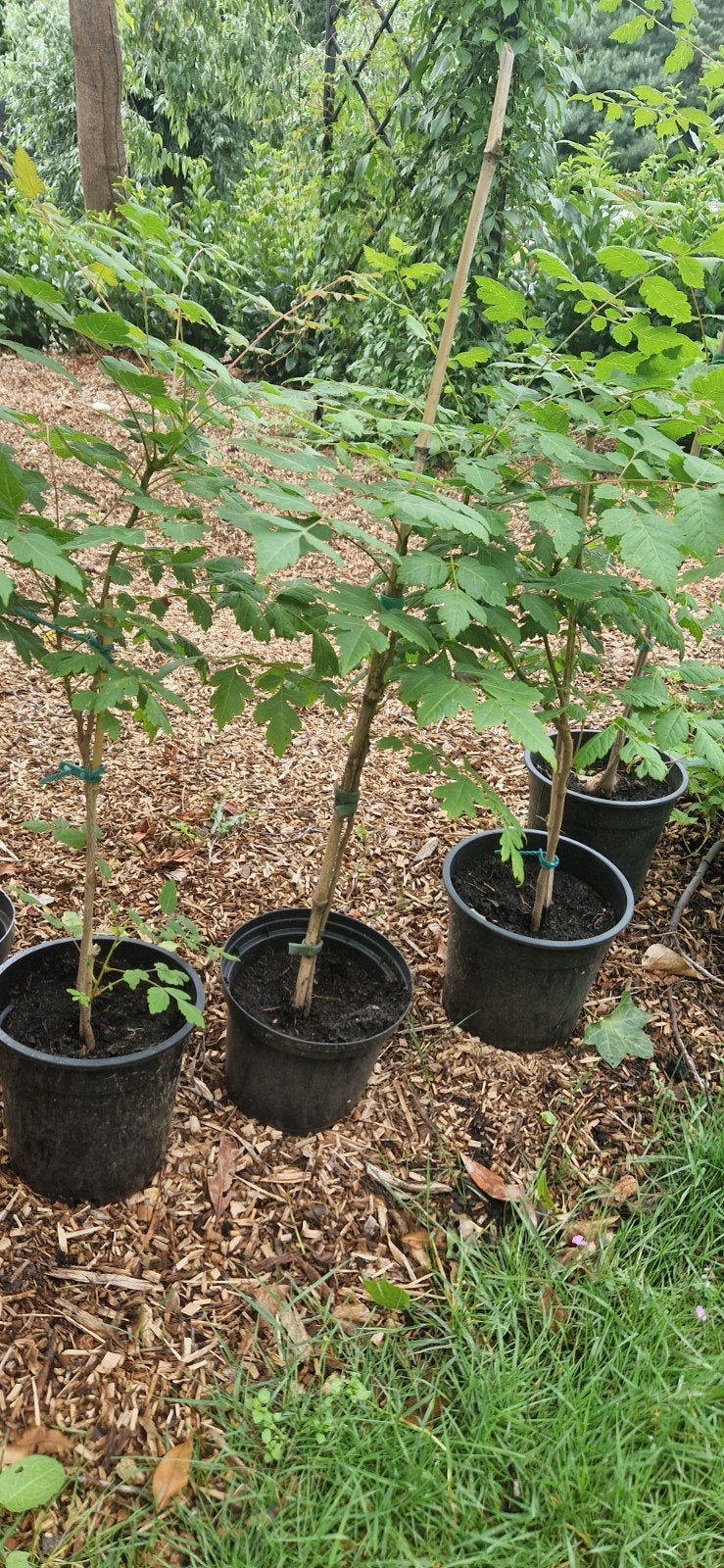 Chinese Vernisboom, Ophalen, In pot, Volle zon, Overige soorten