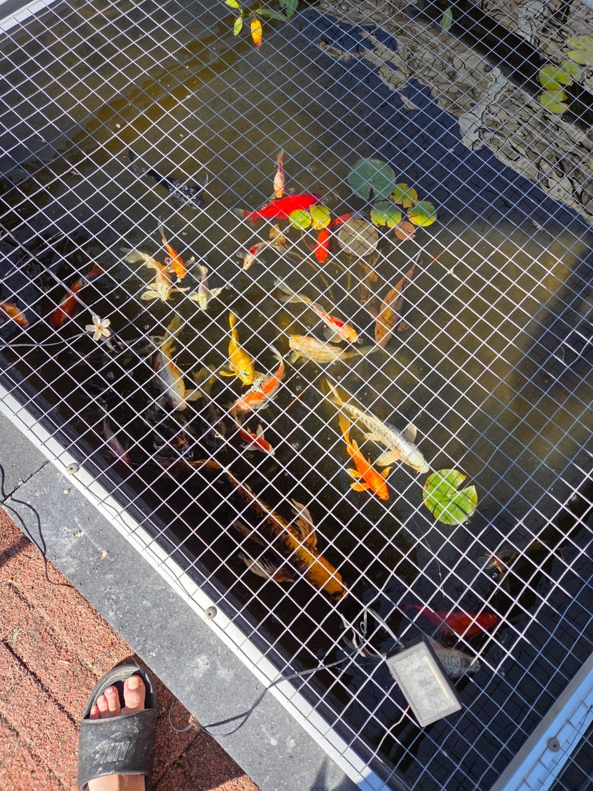 vijver vissen toebehoren, Karper of Koi