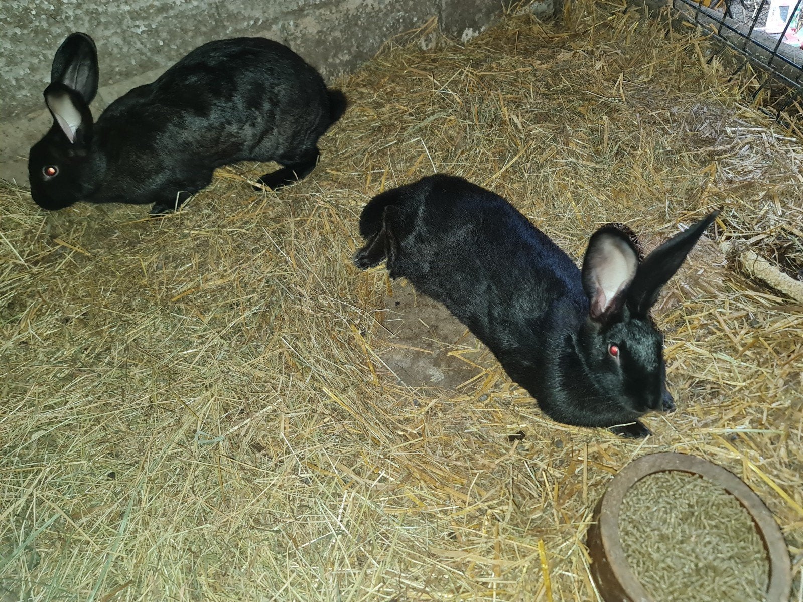 vleeskonijnen, Meerdere dieren, Groot, 0 tot 2 jaar