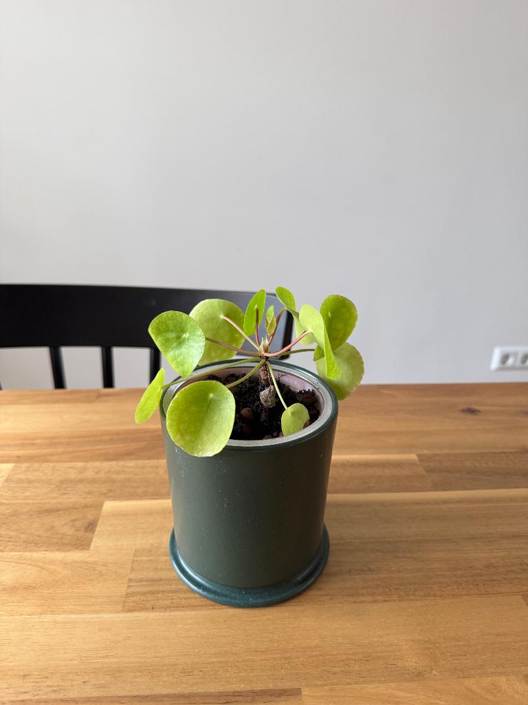 Pilea plant, Huis en Inrichting, Kamerplanten, Ophalen, Halfschaduw, Minder dan 100 cm, Groene kamerplant