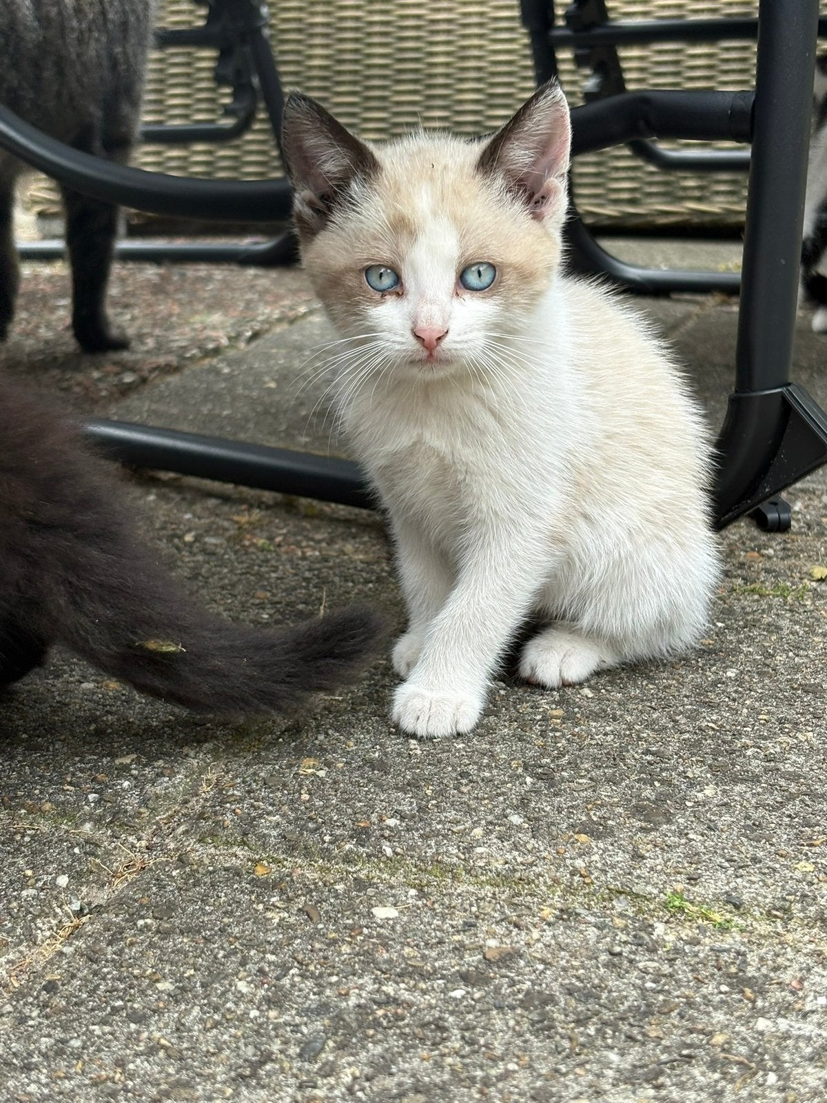 Kittens poes/kater, Meerdere dieren